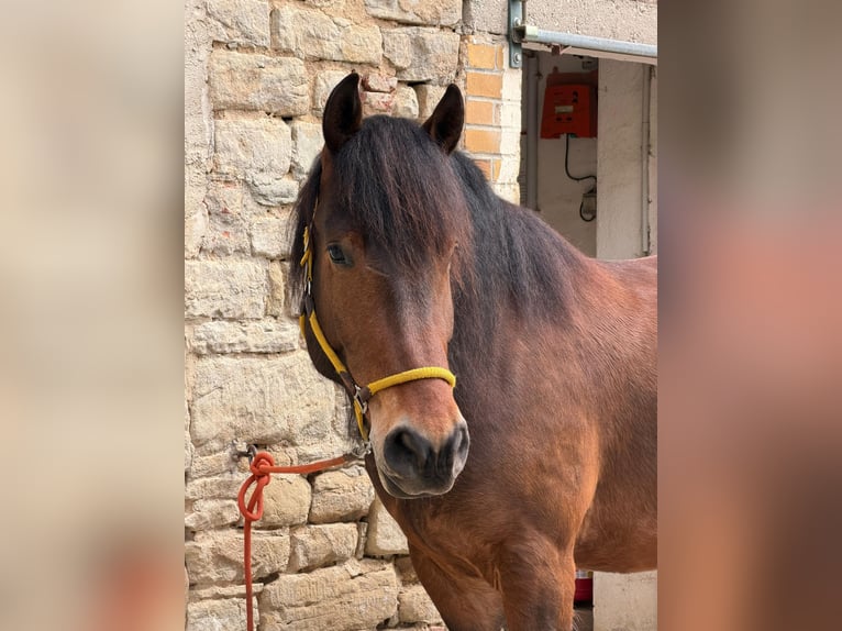Other Heavy Horses Mix Gelding 4 years 15.2 hh Brown in Geußnitz