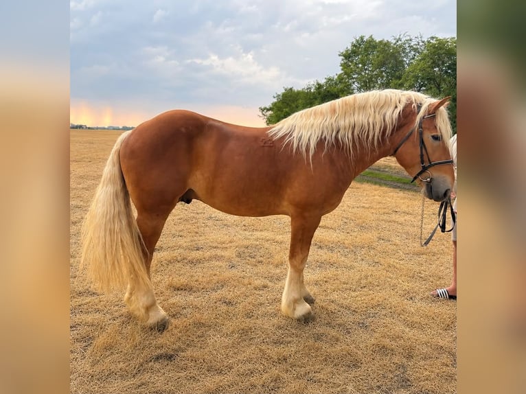 Other Heavy Horses Mix Gelding 4 years 15.2 hh Chestnut-Red in Békéscsaba