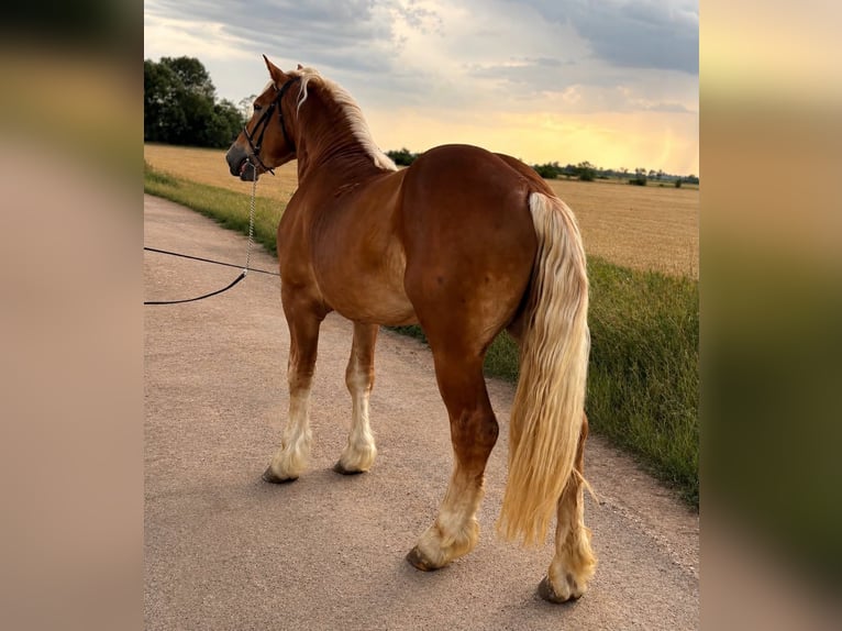 Other Heavy Horses Mix Gelding 4 years 15.2 hh Chestnut-Red in Békéscsaba