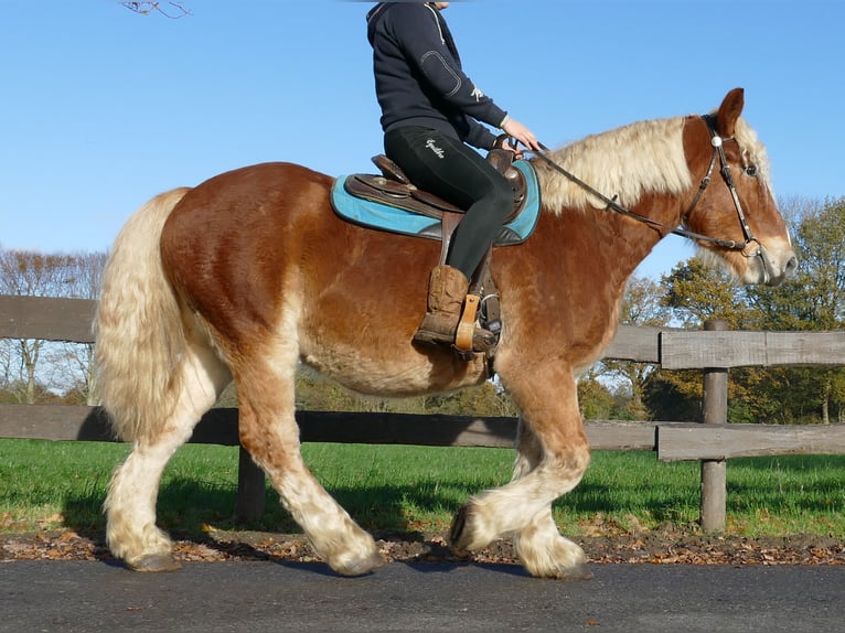 Other Heavy Horses Gelding 4 years 15,2 hh Chestnut-Red in Lathen
