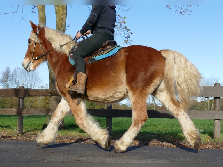 Other Heavy Horses Gelding 4 years 15,2 hh Chestnut-Red in Lathen