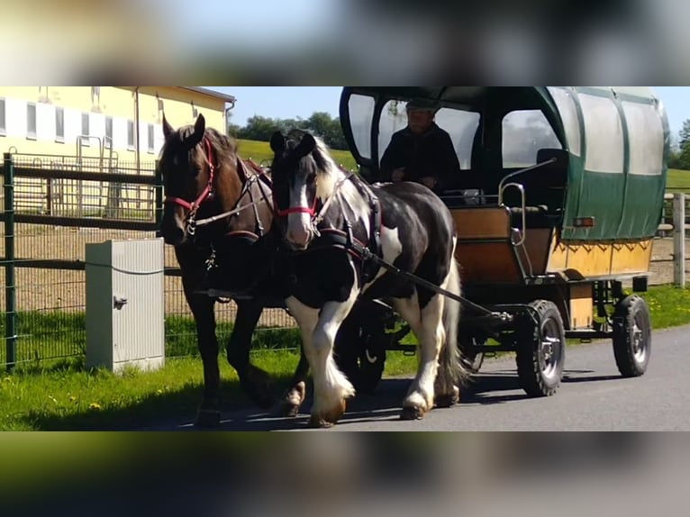 Other Heavy Horses Gelding 4 years 15.3 hh Pinto in Kamenz