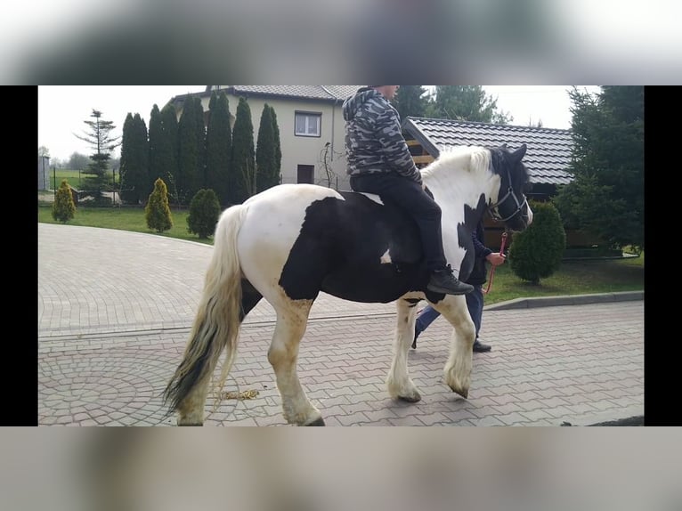 Other Heavy Horses Gelding 4 years 15.3 hh Pinto in Kamenz