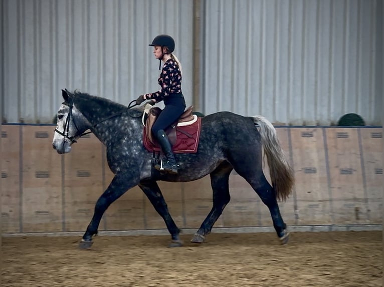 Other Heavy Horses Gelding 4 years 15,1 hh Grey-Blue-Tan in Neustadt (Wied)