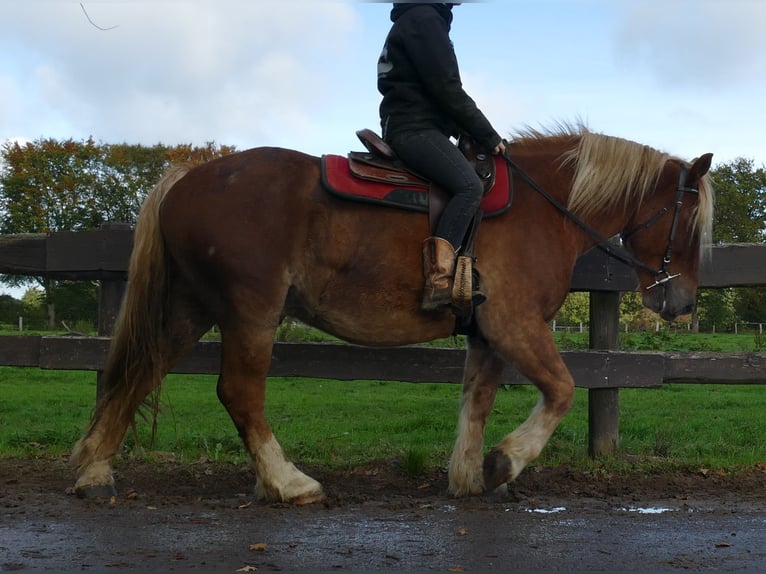 Other Heavy Horses Gelding 4 years 15,2 hh Chestnut-Red in Lathen