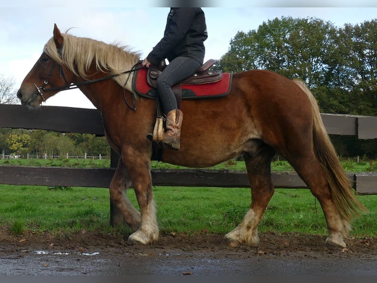 Other Heavy Horses Gelding 4 years 15,2 hh Chestnut-Red in Lathen