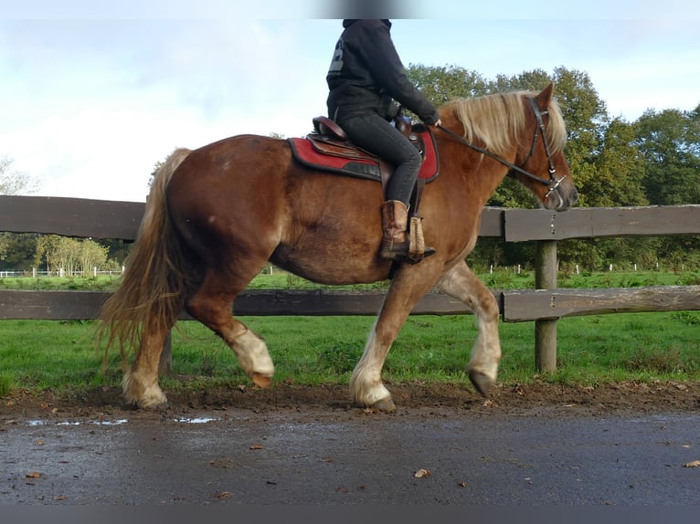 Other Heavy Horses Gelding 4 years 15,2 hh Chestnut-Red in Lathen