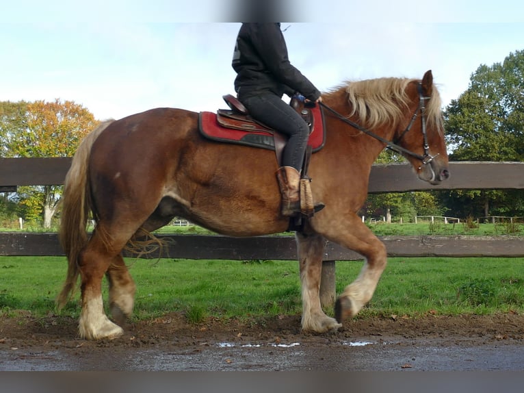 Other Heavy Horses Gelding 4 years 15,2 hh Chestnut-Red in Lathen