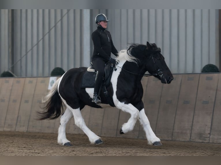 Other Heavy Horses Mix Gelding 4 years 15,2 hh Pinto in Neustadt (Wied)