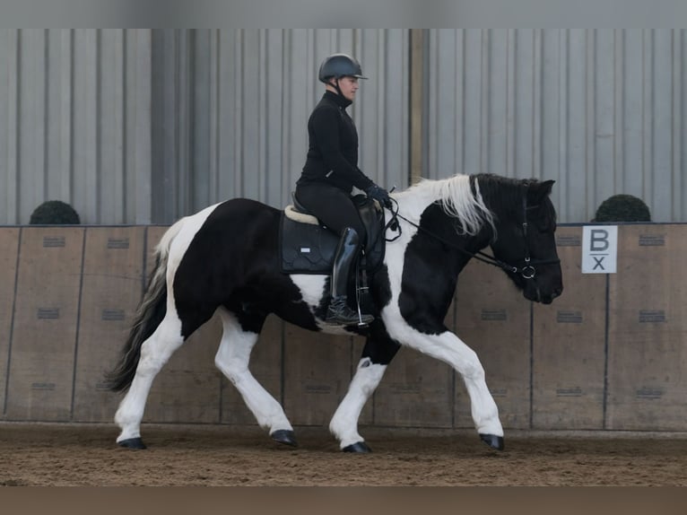Other Heavy Horses Mix Gelding 4 years 15,2 hh Pinto in Neustadt (Wied)