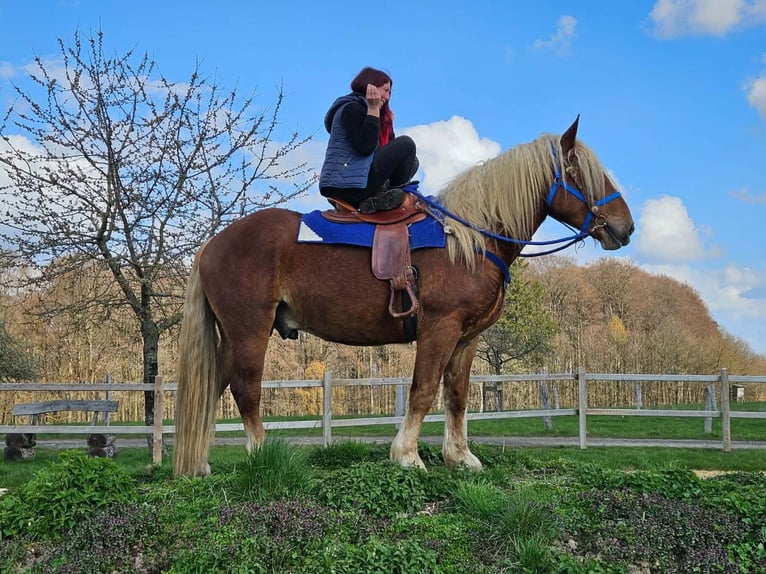 Other Heavy Horses Gelding 4 years 16.1 hh Chestnut in Linkenbach