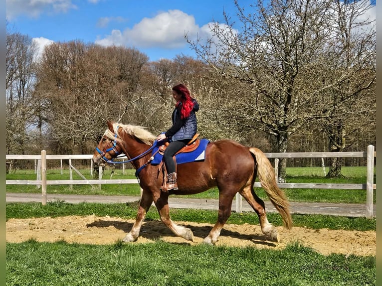 Other Heavy Horses Gelding 4 years 16.1 hh Chestnut in Linkenbach