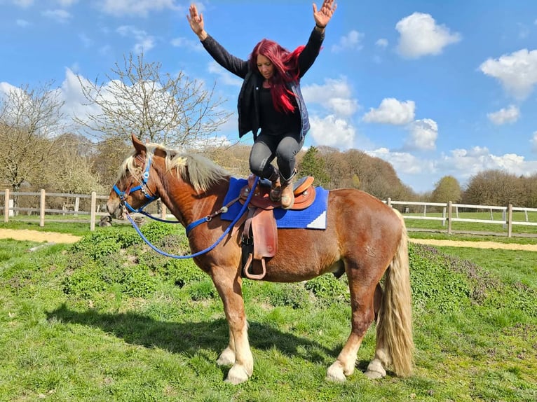 Other Heavy Horses Gelding 4 years 16,1 hh Chestnut in Linkenbach