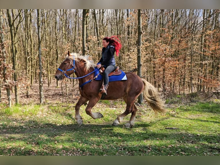 Other Heavy Horses Gelding 4 years 16,1 hh Chestnut in Linkenbach