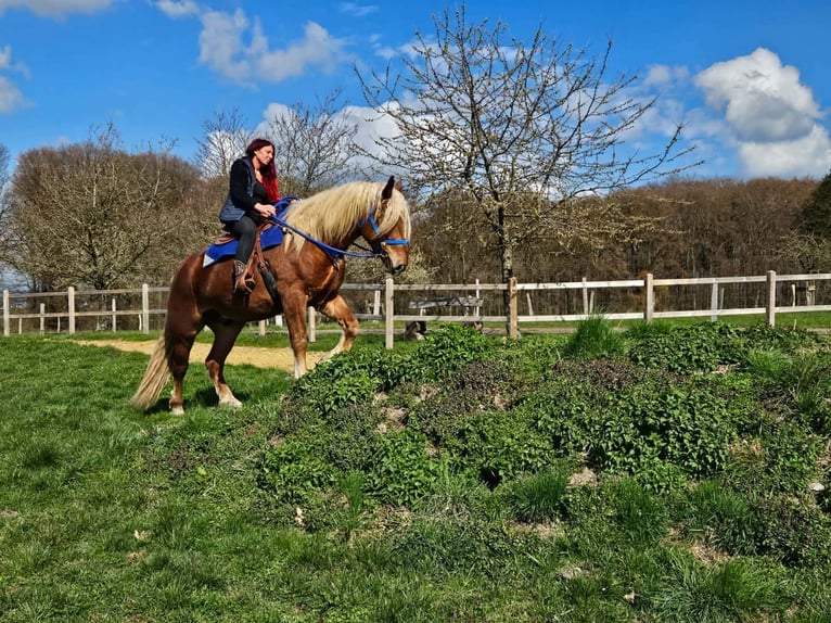 Other Heavy Horses Gelding 4 years 16,1 hh Chestnut in Linkenbach
