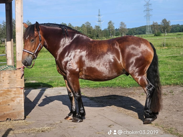 Other Heavy Horses Mix Gelding 4 years 16,2 hh Brown in Bockhorn