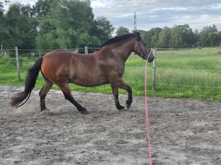 Other Heavy Horses Mix Gelding 4 years 16,2 hh Brown in Bockhorn