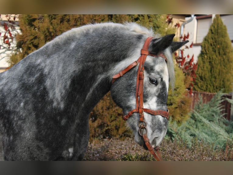 Other Heavy Horses Gelding 4 years 16,2 hh Grey-Dapple in B&#xE9;k&#xE9;s