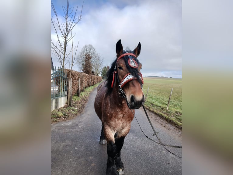 Other Heavy Horses Gelding 4 years 17 hh Brown in Nettersheim