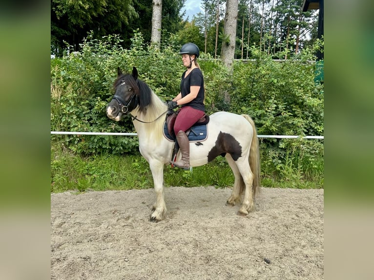 Other Heavy Horses Gelding 5 years 14,2 hh Pinto in Pelmberg