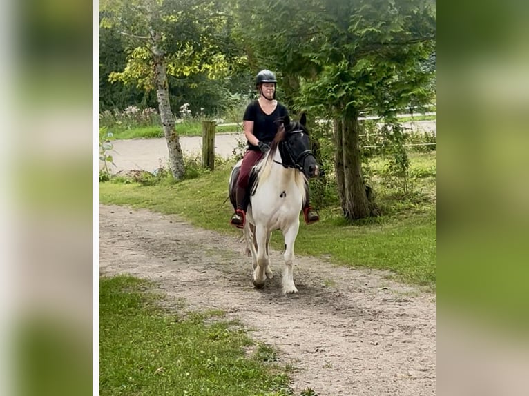 Other Heavy Horses Gelding 5 years 14,2 hh Pinto in Pelmberg
