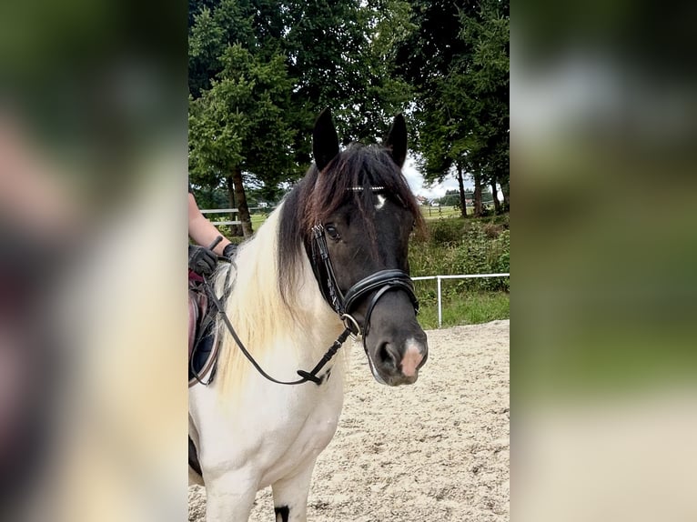 Other Heavy Horses Gelding 5 years 14,2 hh Pinto in Pelmberg