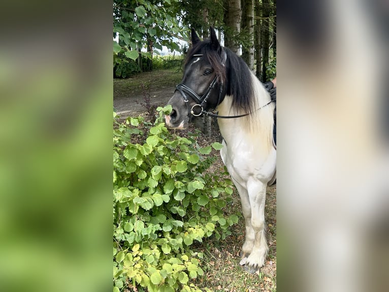 Other Heavy Horses Gelding 5 years 14,2 hh Pinto in Pelmberg