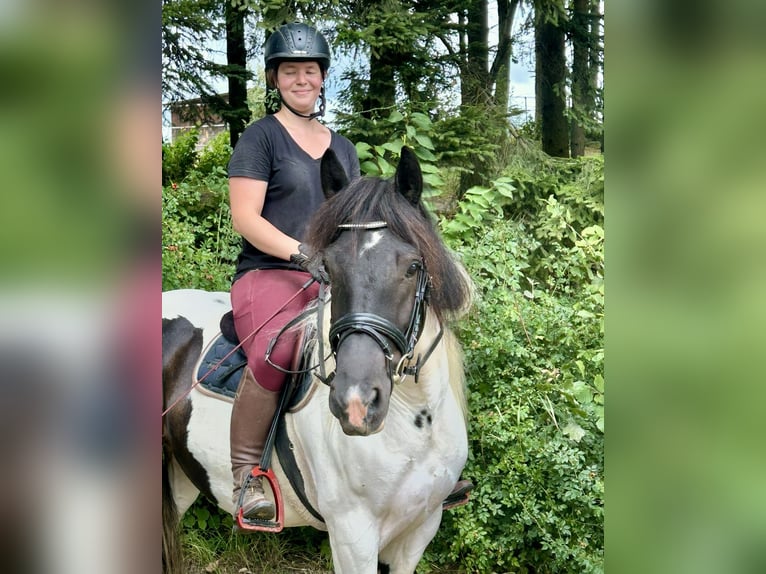 Other Heavy Horses Gelding 5 years 14,2 hh Pinto in Pelmberg