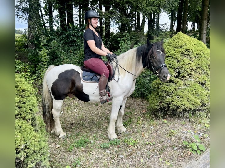 Other Heavy Horses Gelding 5 years 14,2 hh Pinto in Pelmberg