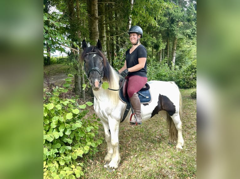 Other Heavy Horses Gelding 5 years 14,2 hh Pinto in Pelmberg