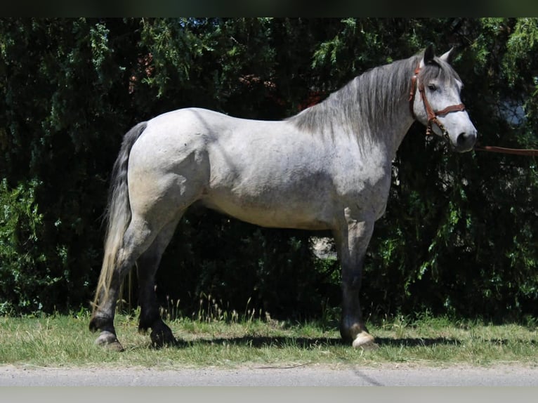 Other Heavy Horses Mix Gelding 5 years 15.1 hh Grey-Dapple in Békés