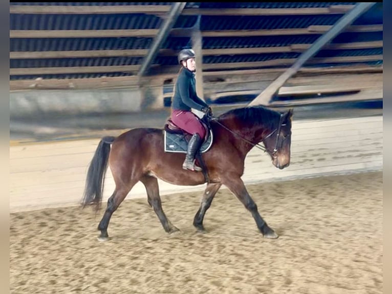 Other Heavy Horses Gelding 5 years 15.2 hh Black in Pelmberg