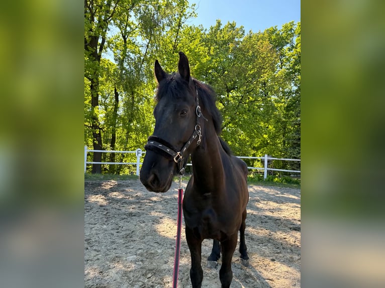 Other Heavy Horses Gelding 5 years 15.3 hh Black in Kęty