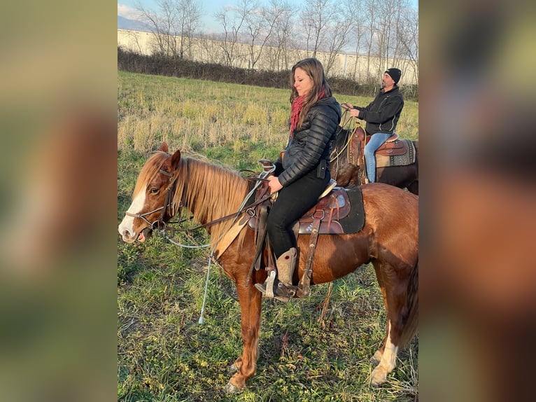 Other Heavy Horses Mix Gelding 5 years 15 hh Chestnut-Red in Colle Di Fuori