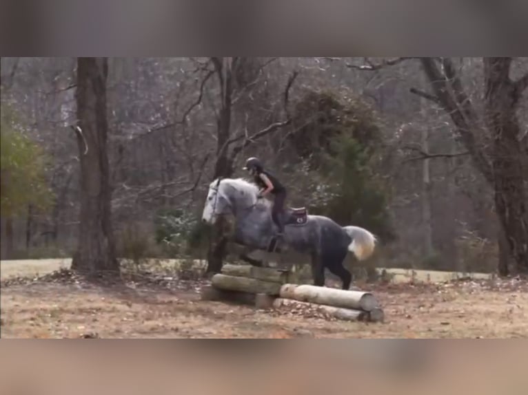 Other Heavy Horses Gelding 5 years 15 hh Grey-Dapple in Békés