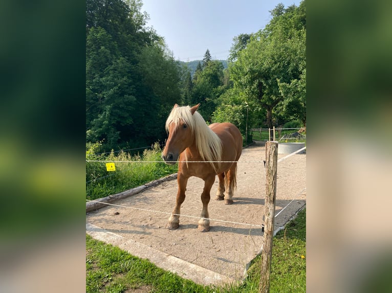 Other Heavy Horses Gelding 5 years 15 hh in Bief