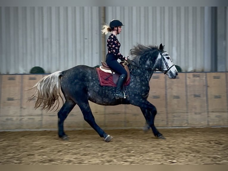 Other Heavy Horses Gelding 5 years 15,1 hh Grey-Blue-Tan in Neustadt (Wied)