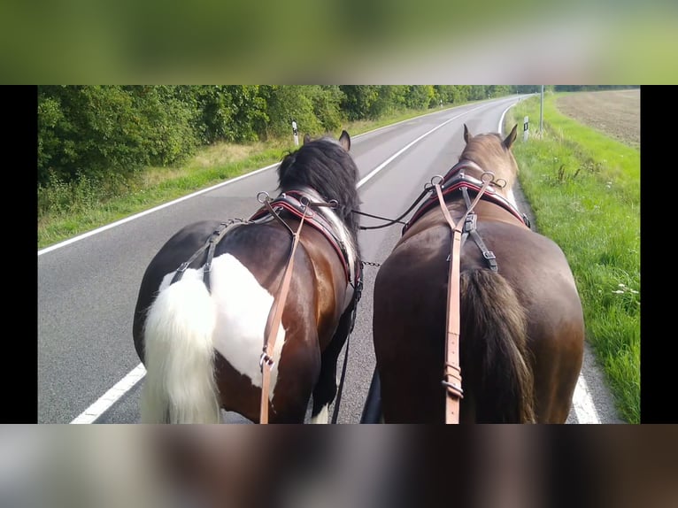 Other Heavy Horses Gelding 5 years 15,2 hh Pinto in KamenzK