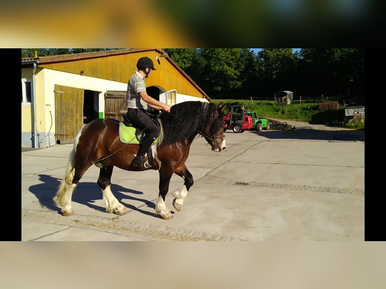Other Heavy Horses Gelding 5 years 15,2 hh Pinto in KamenzK