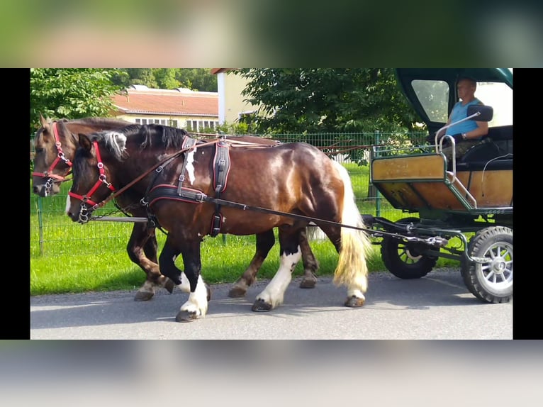 Other Heavy Horses Gelding 5 years 15,2 hh Pinto in KamenzK