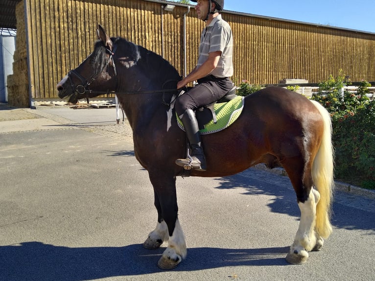 Other Heavy Horses Gelding 5 years 15,2 hh Pinto in KamenzK