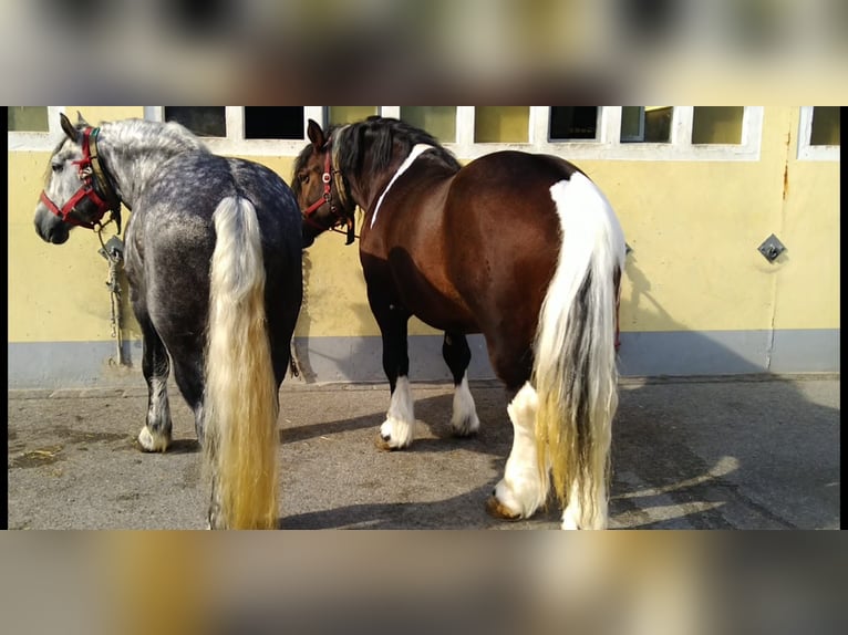 Other Heavy Horses Gelding 5 years 15,2 hh Pinto in KamenzK