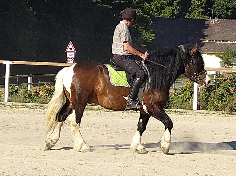 Other Heavy Horses Gelding 5 years 15,2 hh Pinto in KamenzK