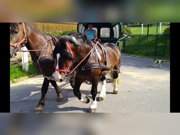 Other Heavy Horses Gelding 5 years 15,2 hh Pinto in KamenzK