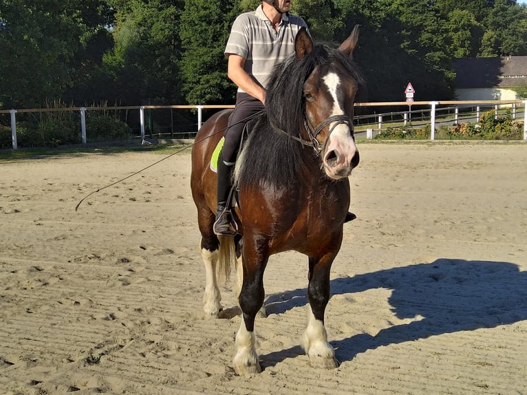 Other Heavy Horses Gelding 5 years 15,2 hh Pinto in KamenzK