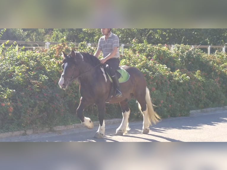 Other Heavy Horses Gelding 5 years 15,2 hh Pinto in KamenzK