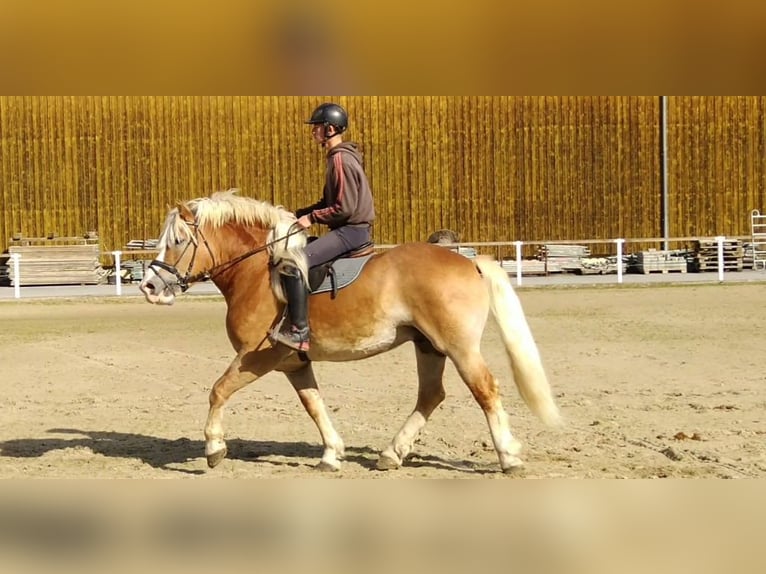 Other Heavy Horses Gelding 5 years 16 hh Chestnut-Red in Kamenz