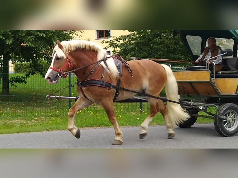 Other Heavy Horses Gelding 5 years 16 hh Chestnut-Red in Kamenz