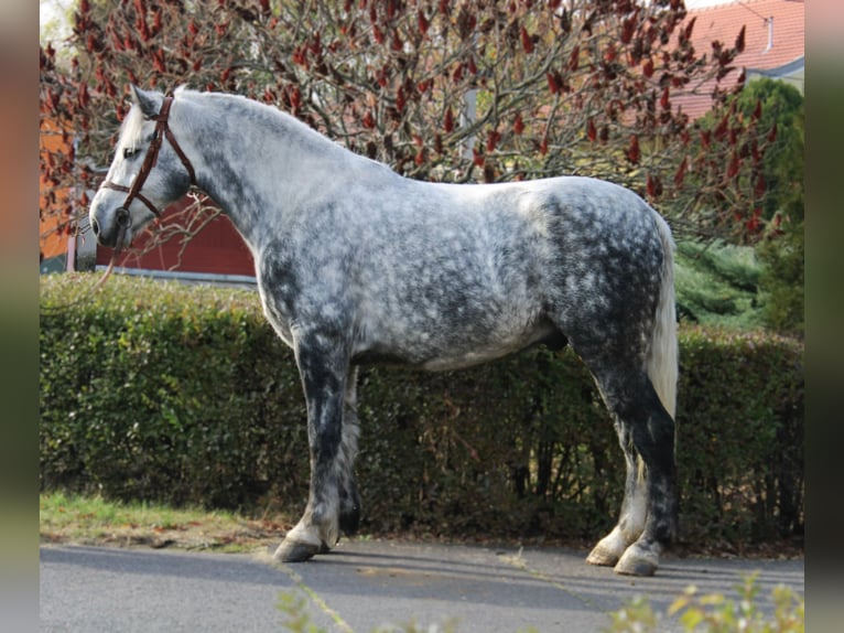 Other Heavy Horses Gelding 5 years 16,2 hh Grey in B&#xE9;k&#xE9;s