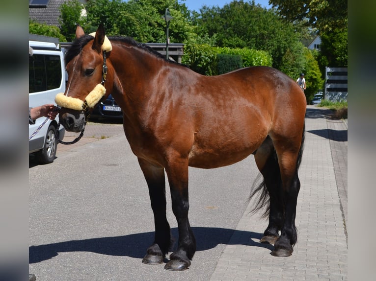 Other Heavy Horses Mix Gelding 6 years 15.1 hh Brown in Bretten